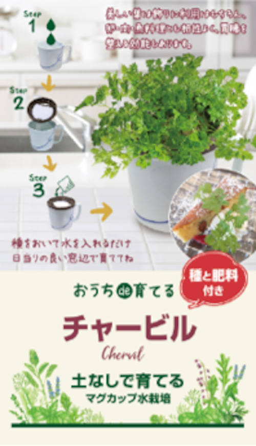 マグカップ水栽培　ハーブ野菜シリーズ「チャービル」送料込(種有効期限　2025年2月末）