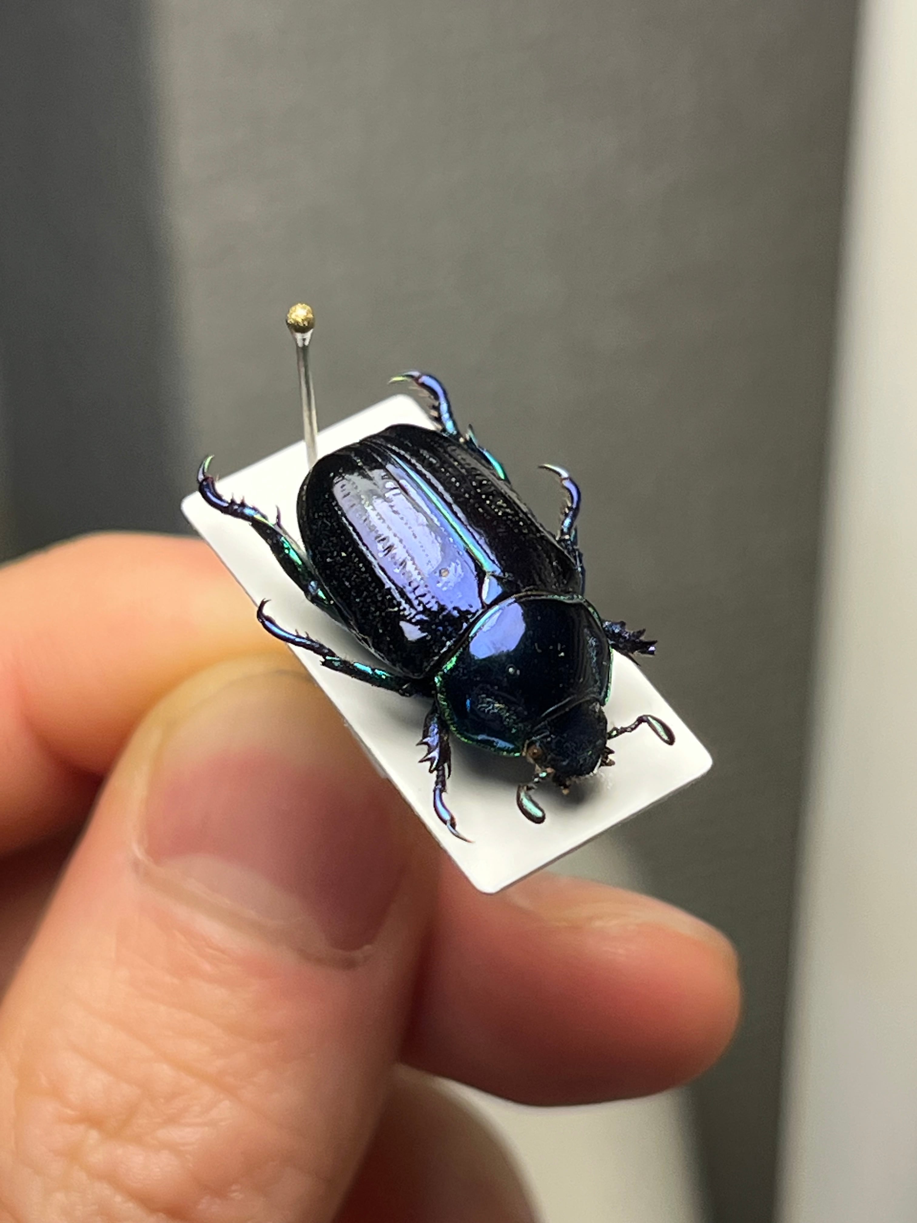 18mm】Pelidnota sumptuosa プラチナコガネ コガネムシ ハムシ