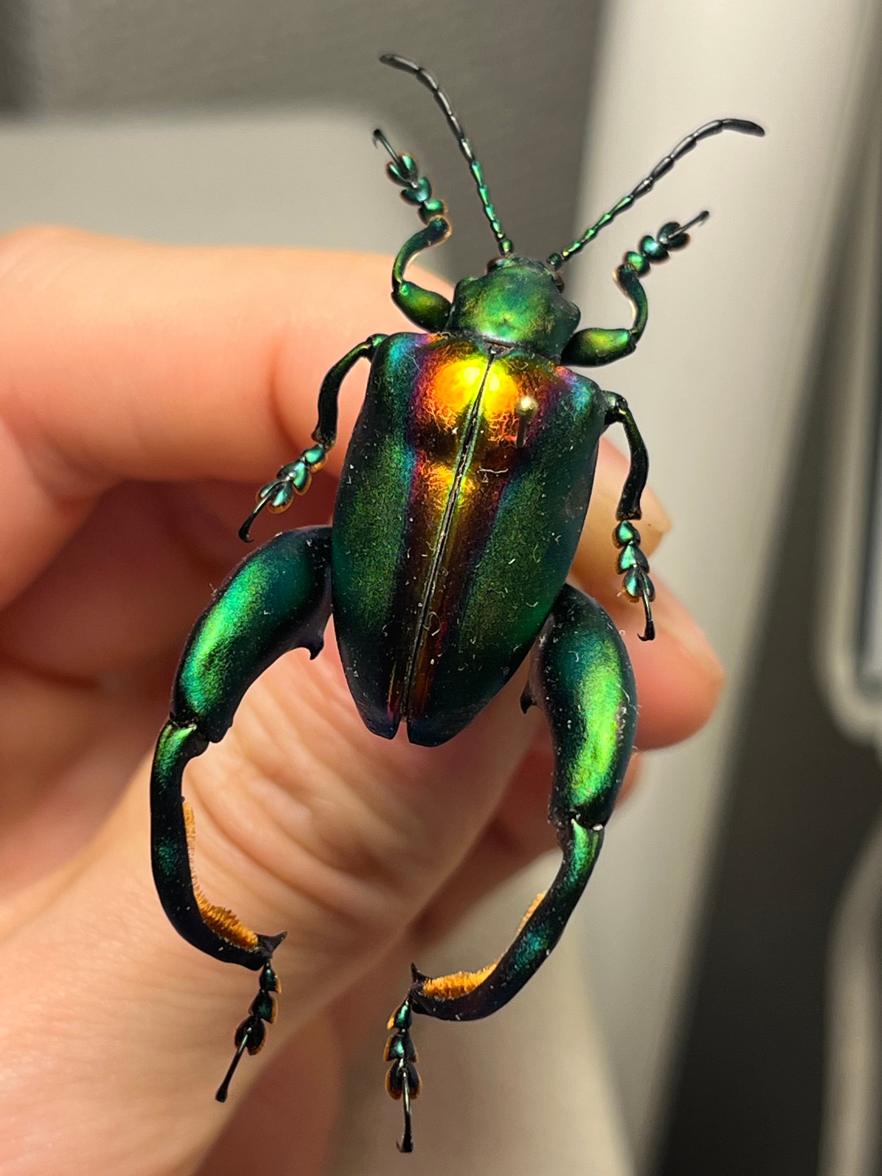 腿太葉虫最大種】Sagra buqueti モモブトハムシ プラチナコガネ