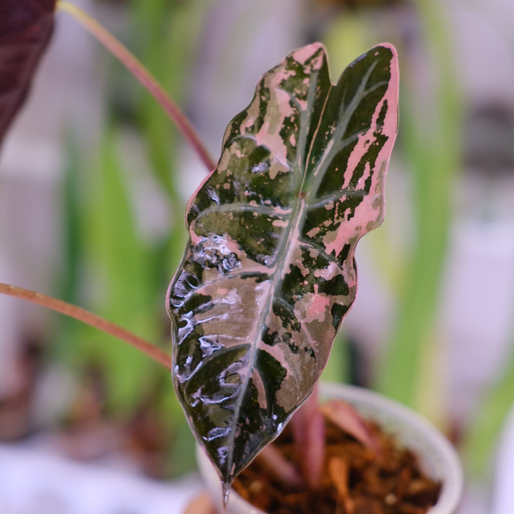 Alocasia chantrieri pink│アロカシア シャントリエリ ピンク⑥│観葉