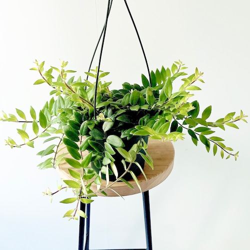 小さな葉が魅力✳︎エスキナンサス ボレロ ハンギング 観葉植物 calm cafe