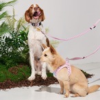 【PUPPYGALLERY公式】ストライプデイジーリード　MM