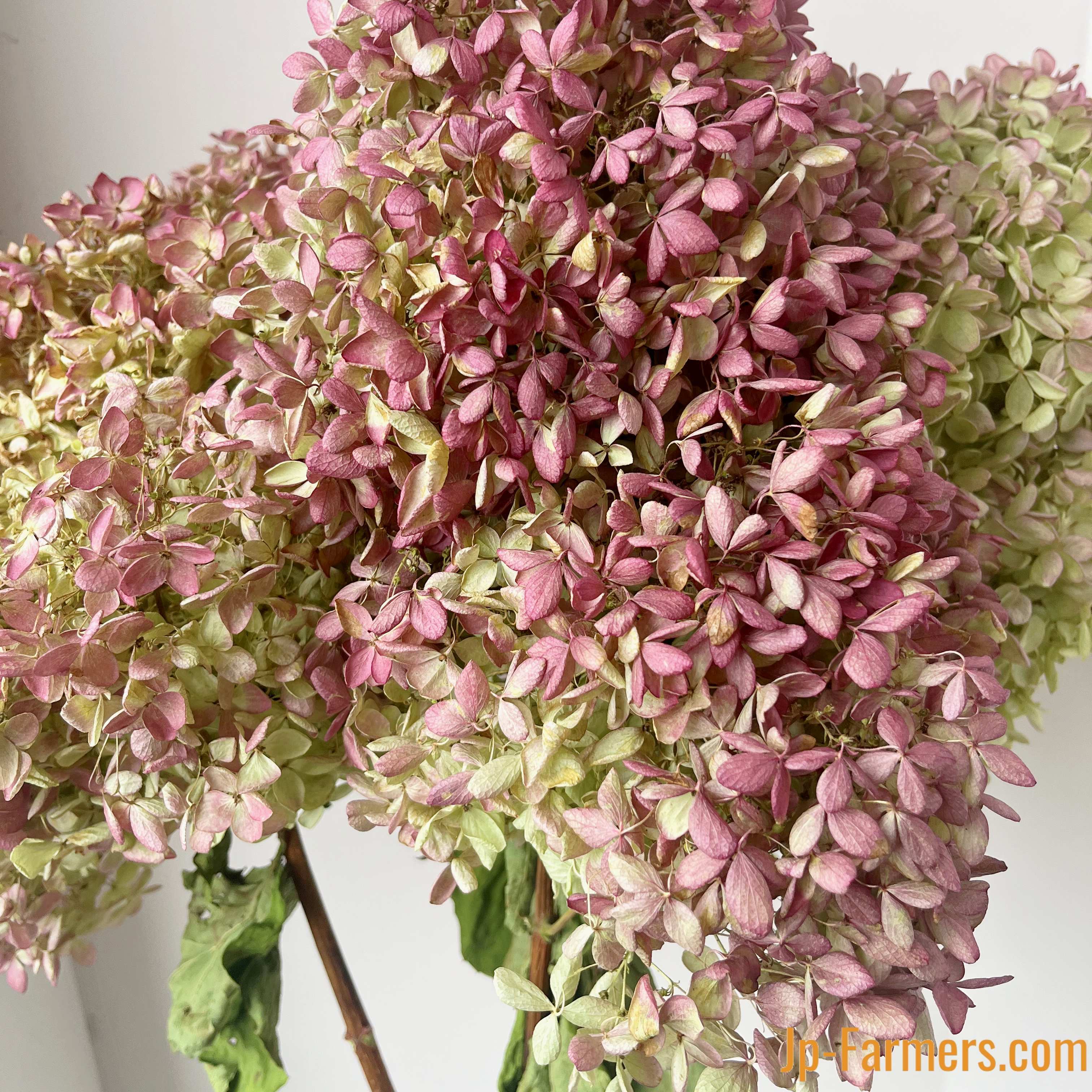 秋色ミナズキ 1本 ドライフラワー | 新鮮お花問屋 Jp-Farmers.com