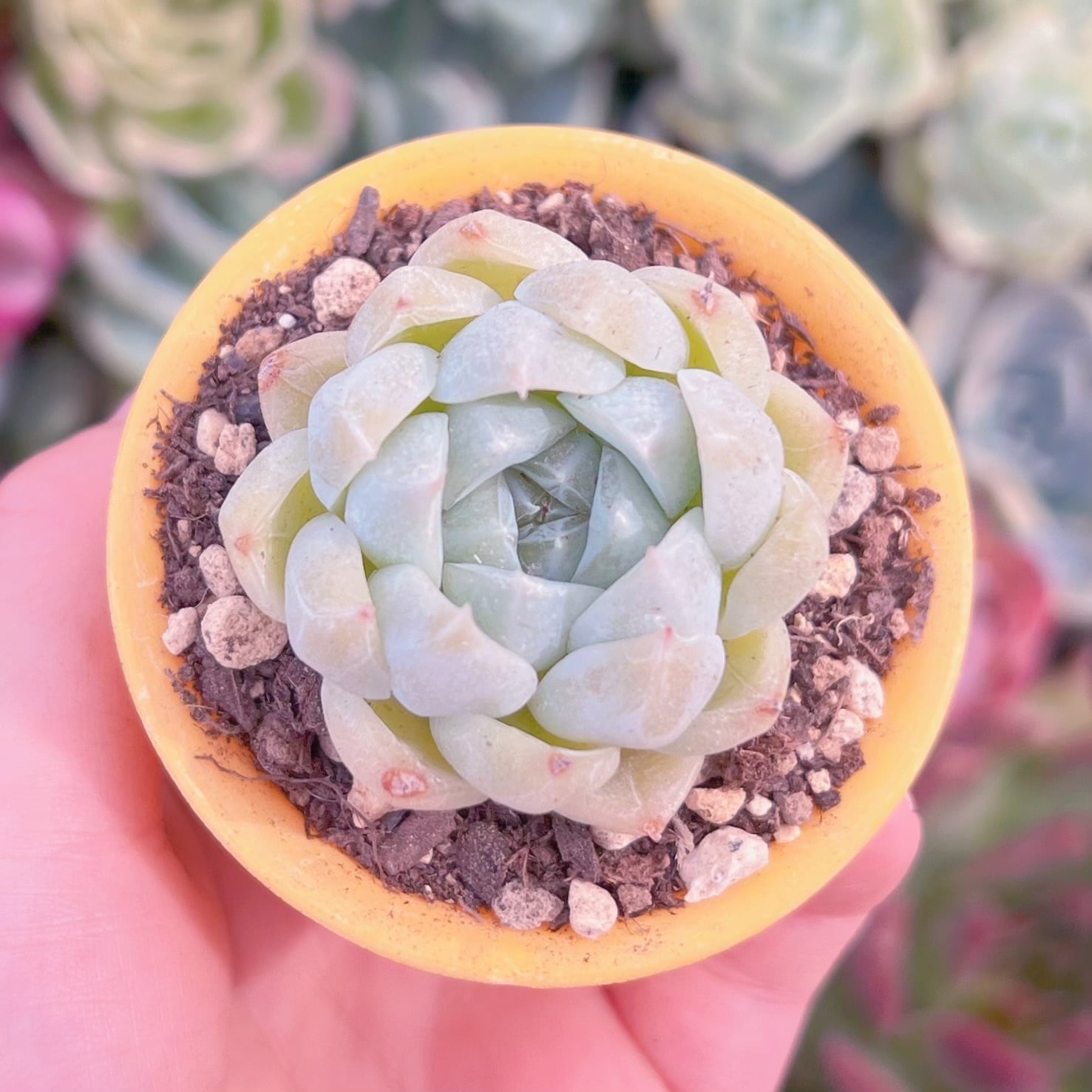 現品　氷川#D16　るる農園