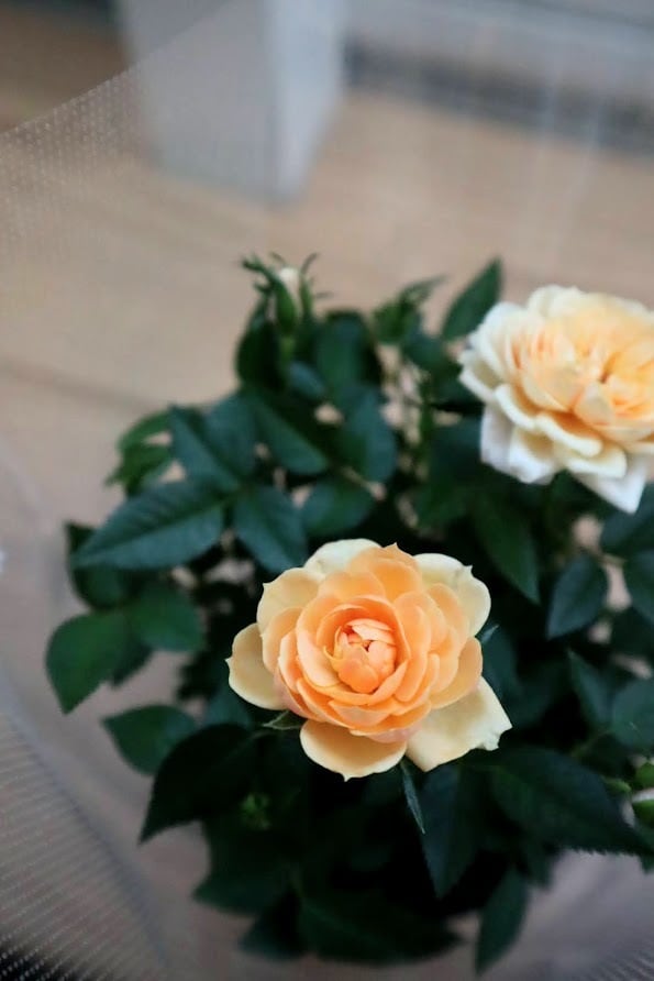 花苗 ミニバラ 『モカフェローズ』 3.5号硬質ポット 薔薇