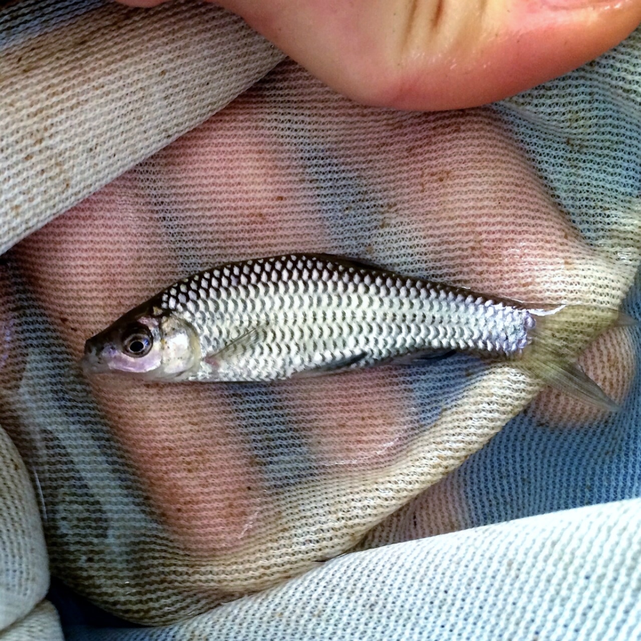 （淡水魚）モツゴ  3～9ｃｍ±（1匹）【生体】