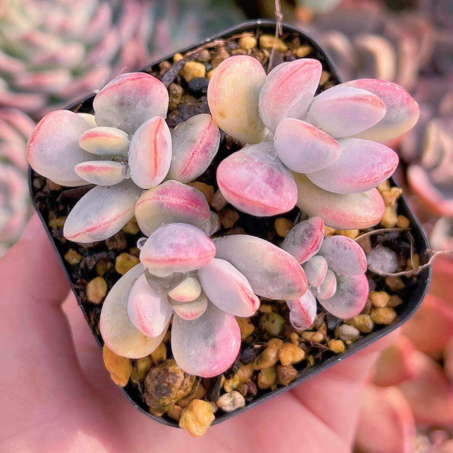 現品　達磨福娘錦#B11　るる農園