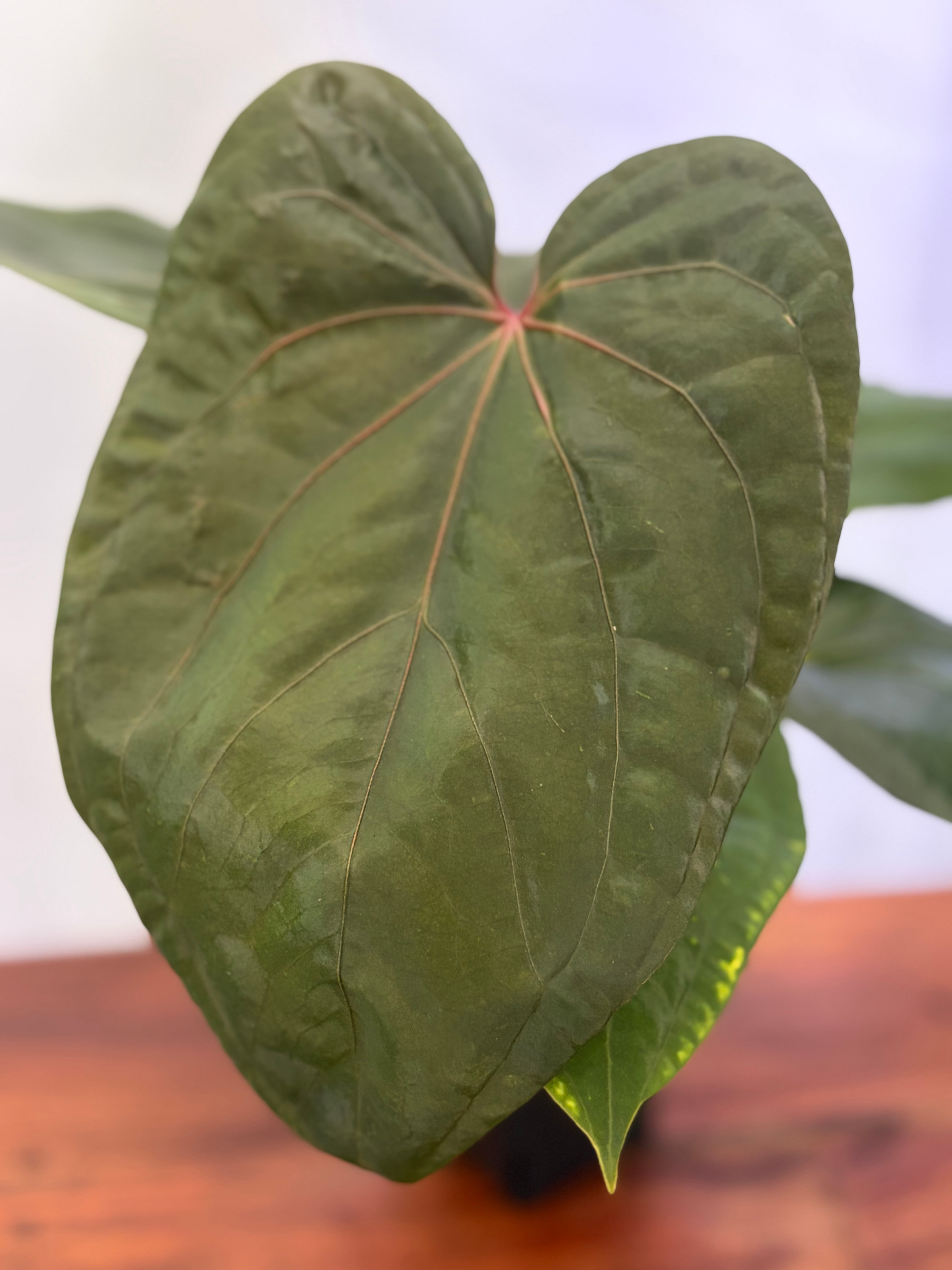 Anthurium | BALI-AN 園芸