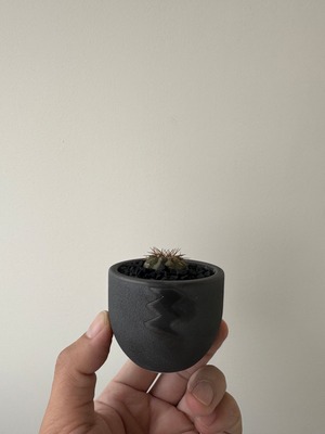 【扁平良型】Copiapoa cinerea var. columna-alba × VALIEM BABY【俺の孤竜丸】コピアポア コルムナルバ