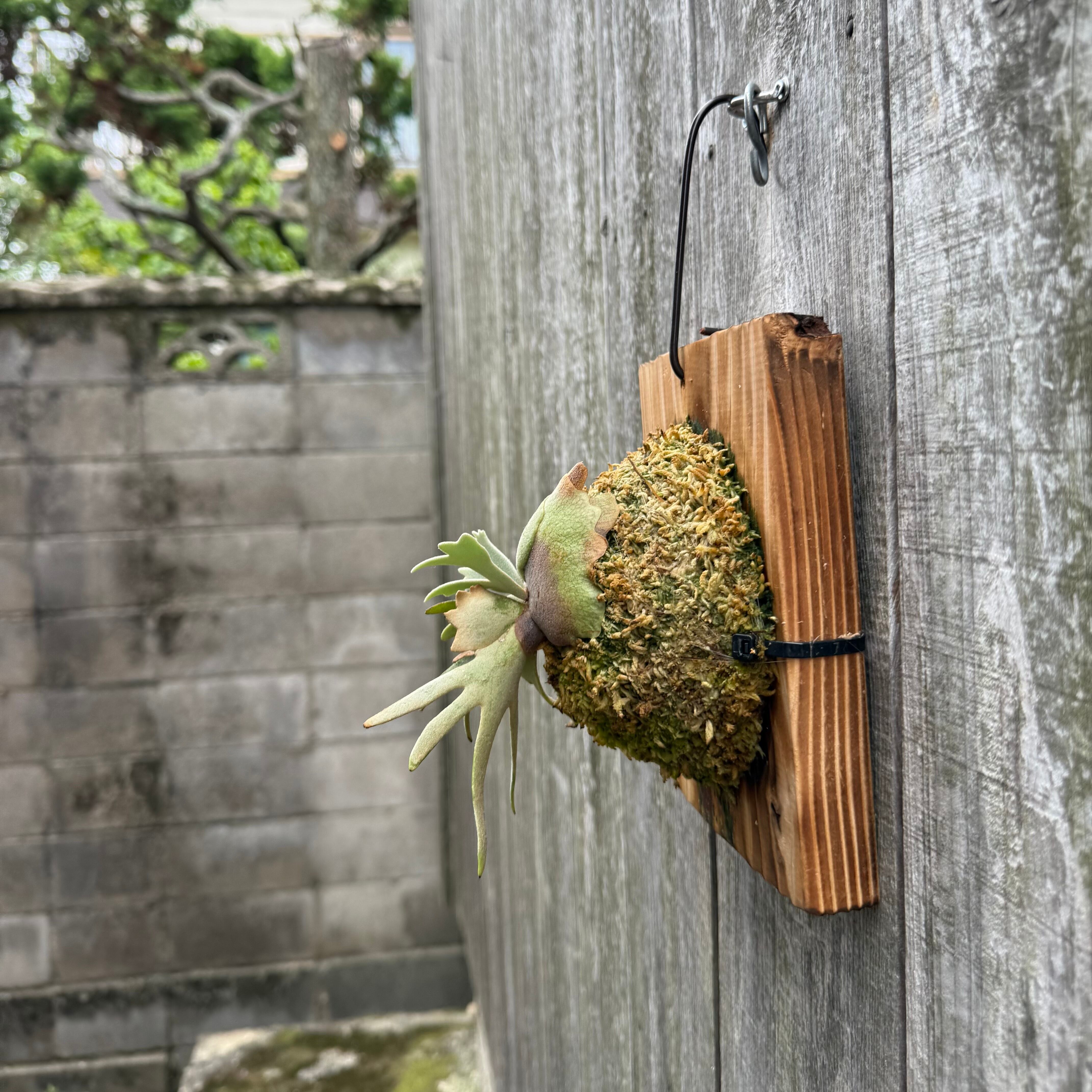 P.willinckii Totoro sporeling | naturefix