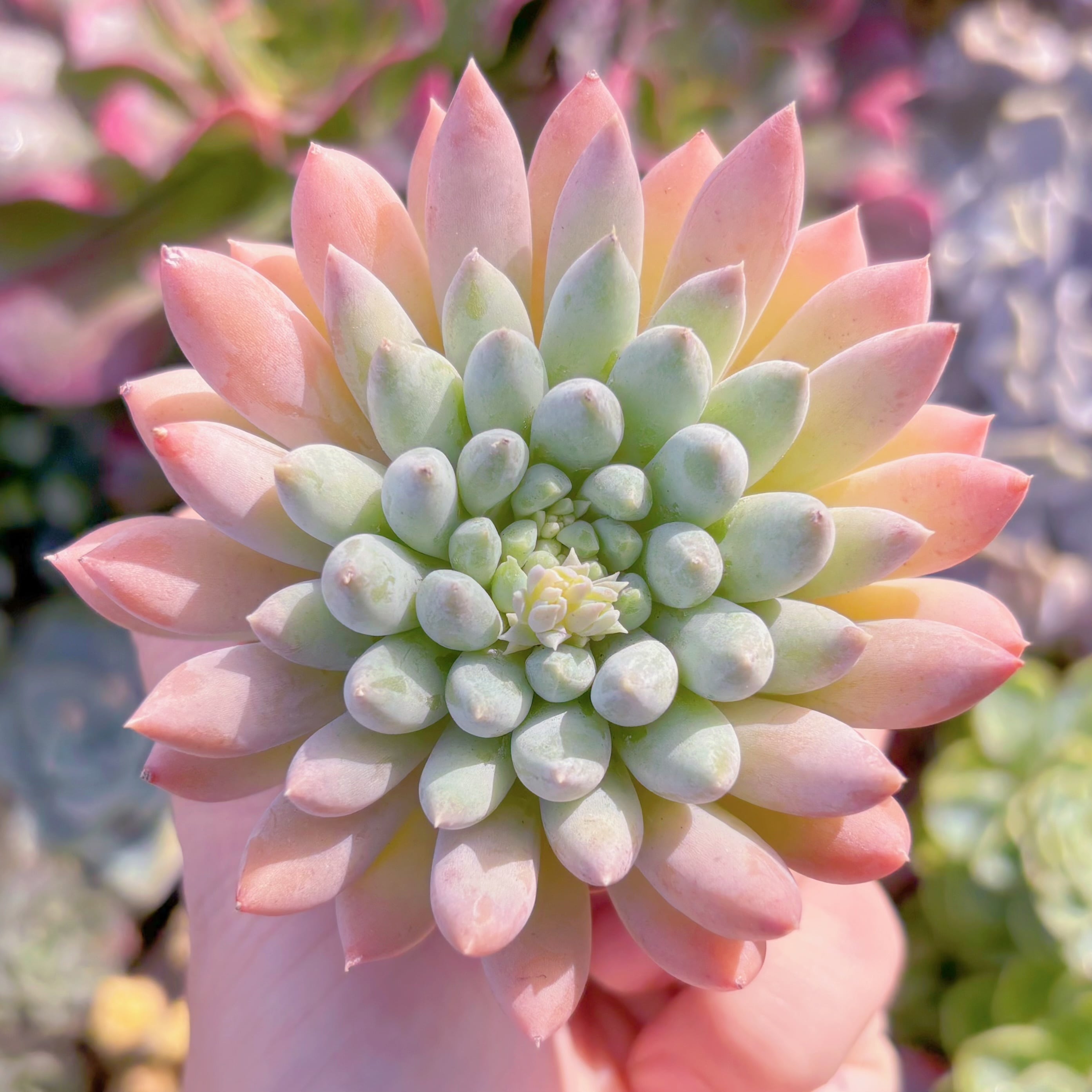 多肉植物　新品種　宵桃（よいもも）　在庫僅少　るる農園