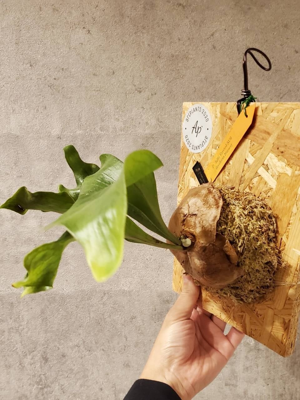 P.Hillii Erected AUS【artPLANTs】ビカクシダ/Platycerium