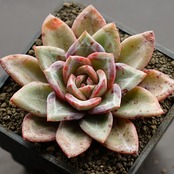 抜き苗 シャンペーン ダークストリング Echeveria 'Champagne Dark String'