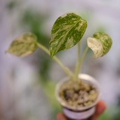 モンステラ・レガシー / Monstera deliciosa ‘Legacy④