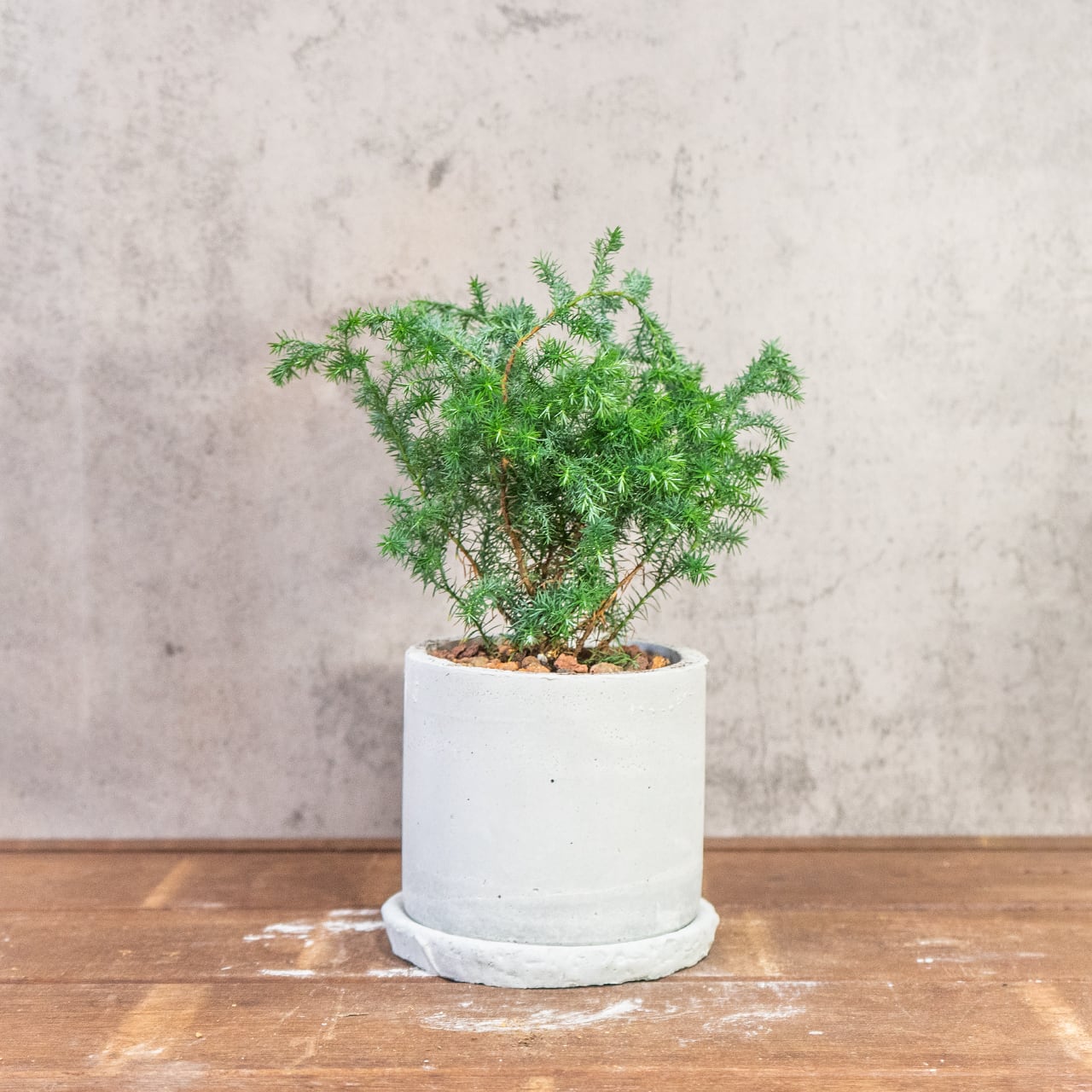 ヒムロスギ｜ふわっと広がる柔らかな葉が魅力のインテリアグリーン【虫発生抑制／手作りのモルタル鉢】
