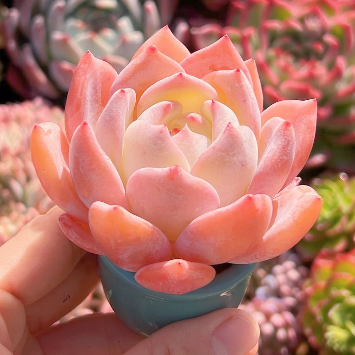 多肉植物 ストロベリーアーモンド 新入荷 | るる農園~多肉植物専門