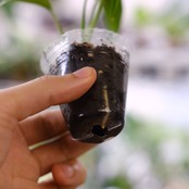 モンステラ バールマルクスフレーム / Monstera 'Burle Marx's Flame⑧