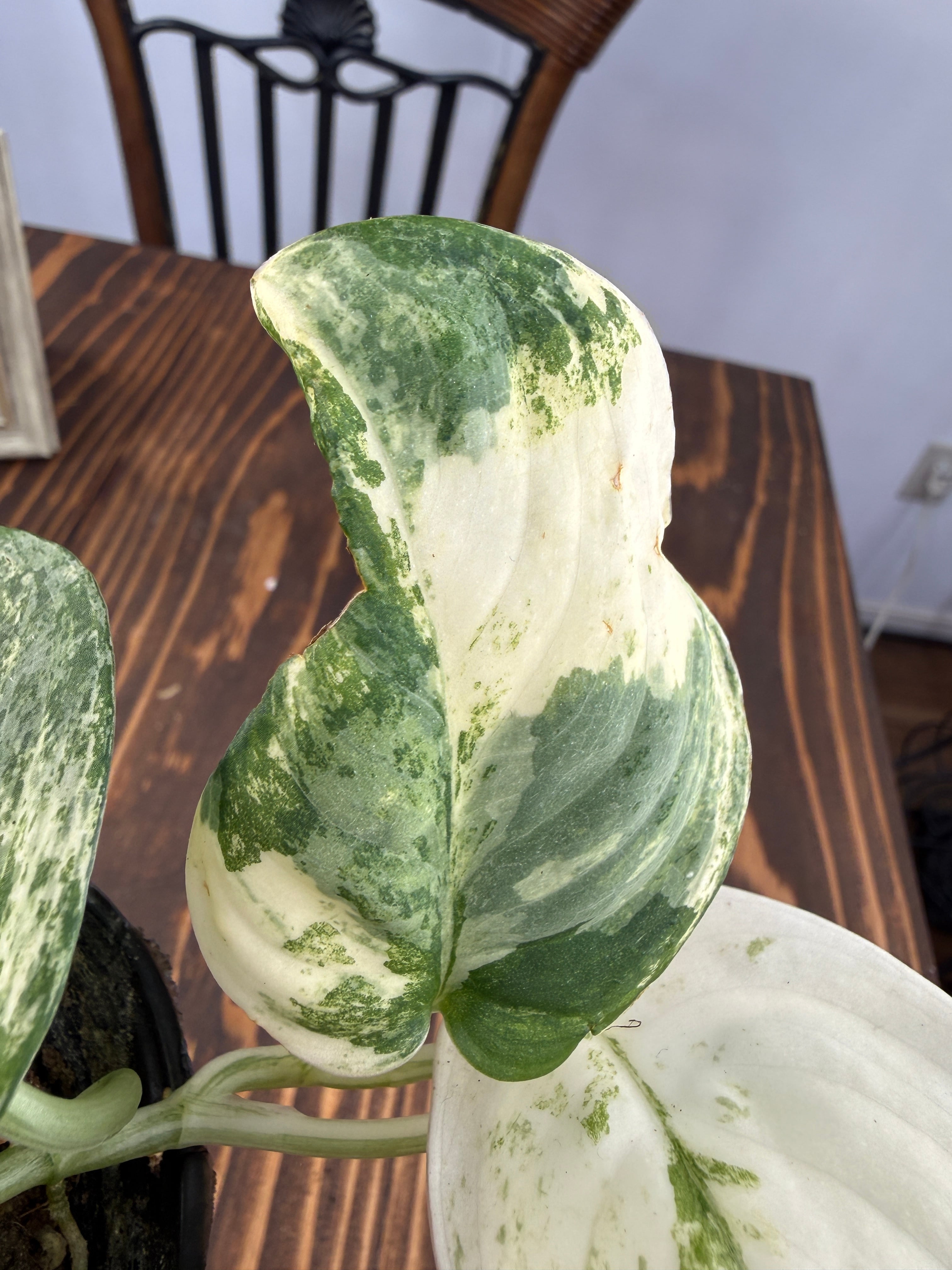 スキンダプサス・スワーナブミ 斑入り 大株　1 最近は新しい植物は増やしていないんだけど…スキンダプサスの新入り