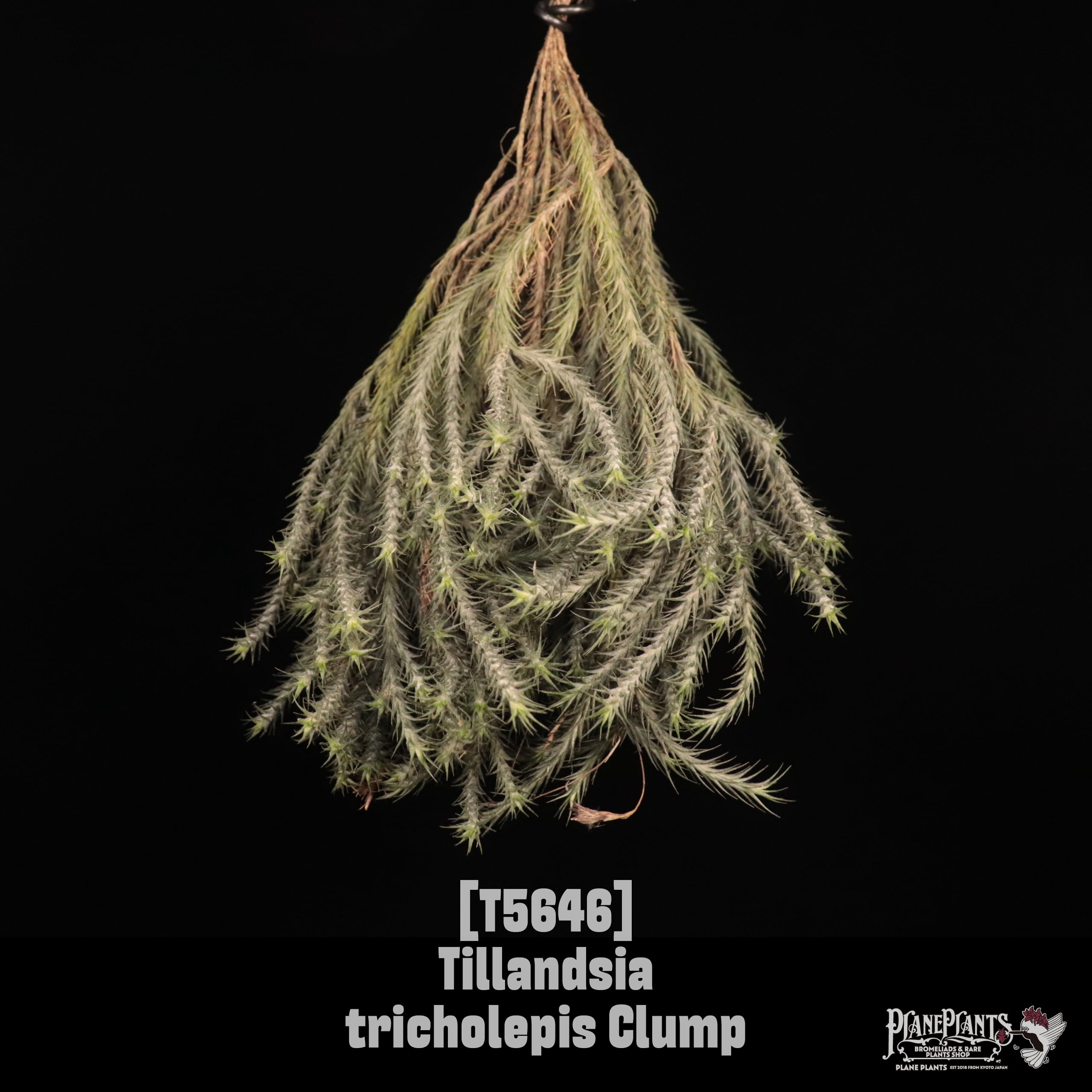 □ IN STOCK [販売中商品] | plane plants