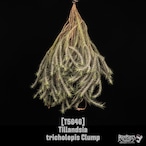 【送料無料】tricholepis Clump〔エアプランツ〕現品発送T5646