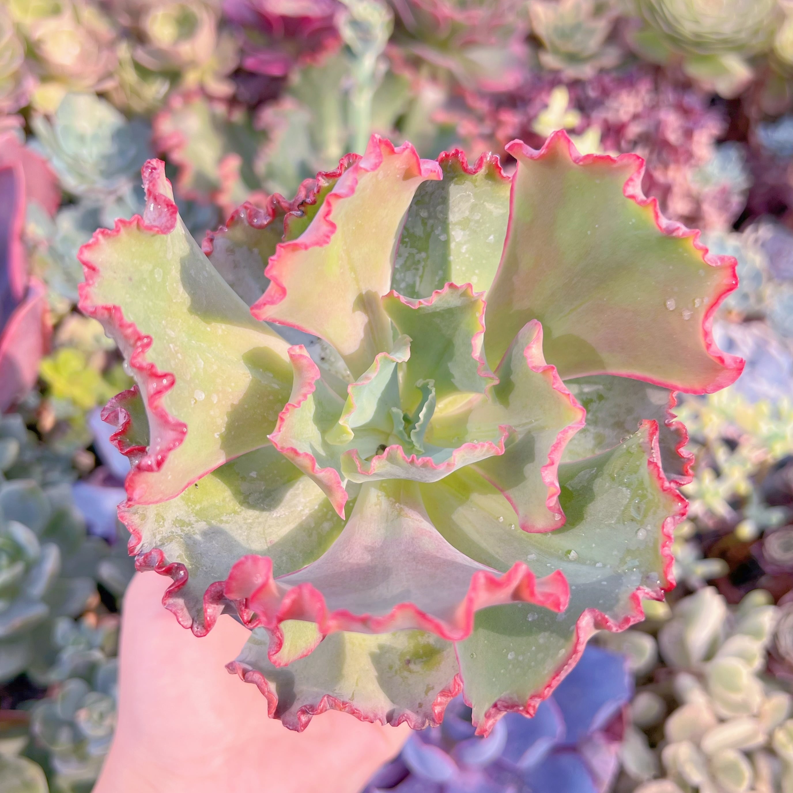 現品　女王の花笠#K574　大苗　るる農園