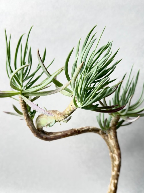 セネキオ・美空鉾綴化