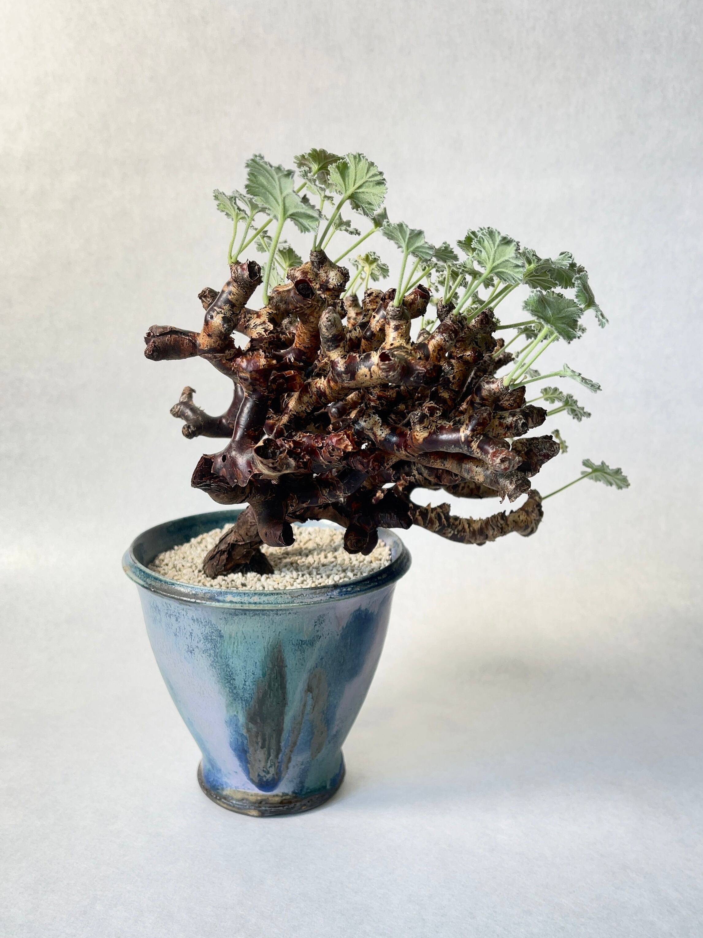 ペラルゴニウム・ミラビレ | trigger