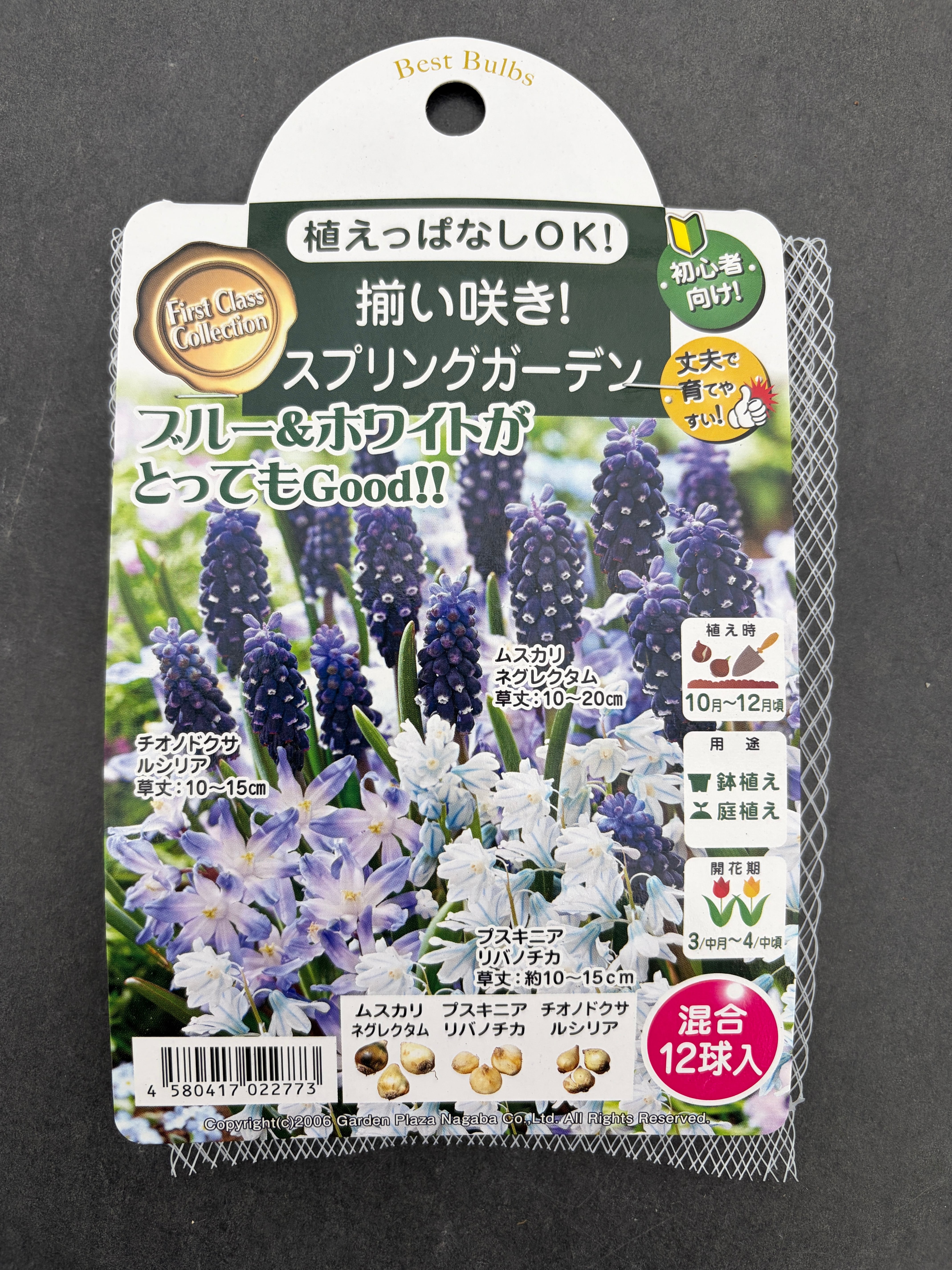 ｸﾚﾏﾁｽ】江戸茶 | オニ通