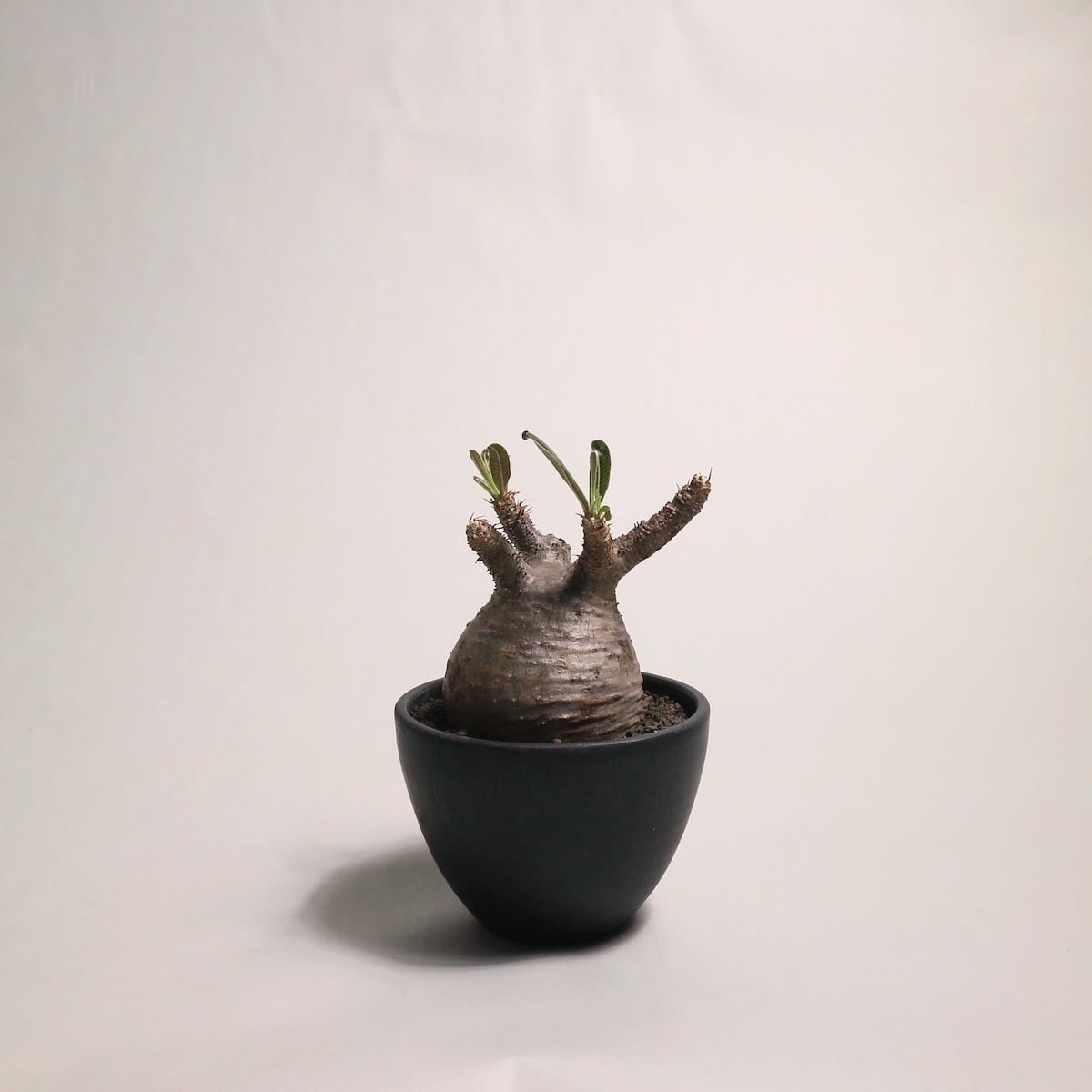 Pachypodium rosulatum var.gracilius no.2 | 1989_plants
