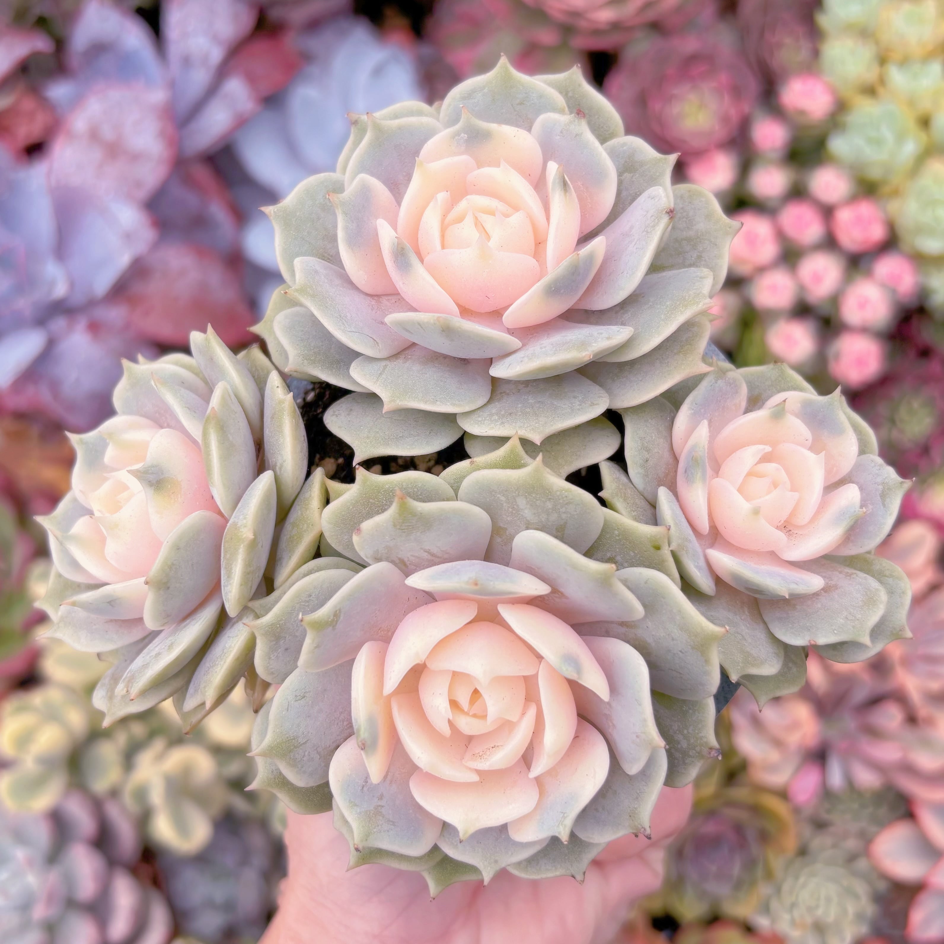 現品　ローラ錦#1008　群生　在庫僅少　るる農園