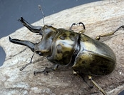 【F0】《ローゼンベルグオウゴンオニクワガタ 68.5mm ペア》