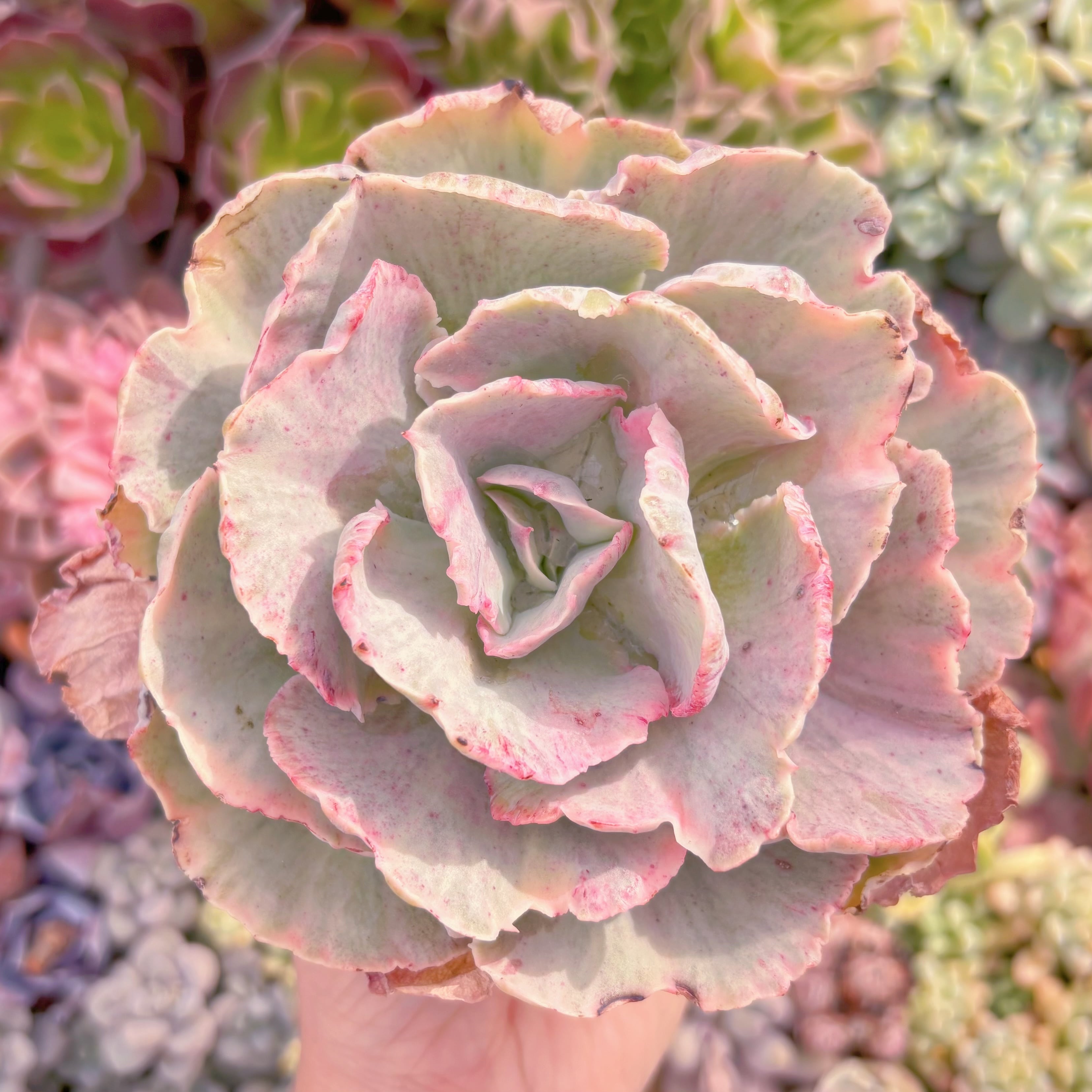 現品　女王の花笠錦#579　るる農園