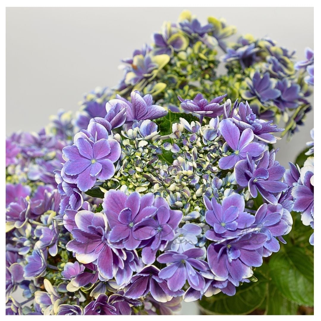 ガクアジサイ：凛・ブルー（8号鉢）紫陽花　大苗　加茂セレクション　アジサイりん ガクアジサイ：凛・ブルー（8号鉢）加茂セレクション アジサイ りん