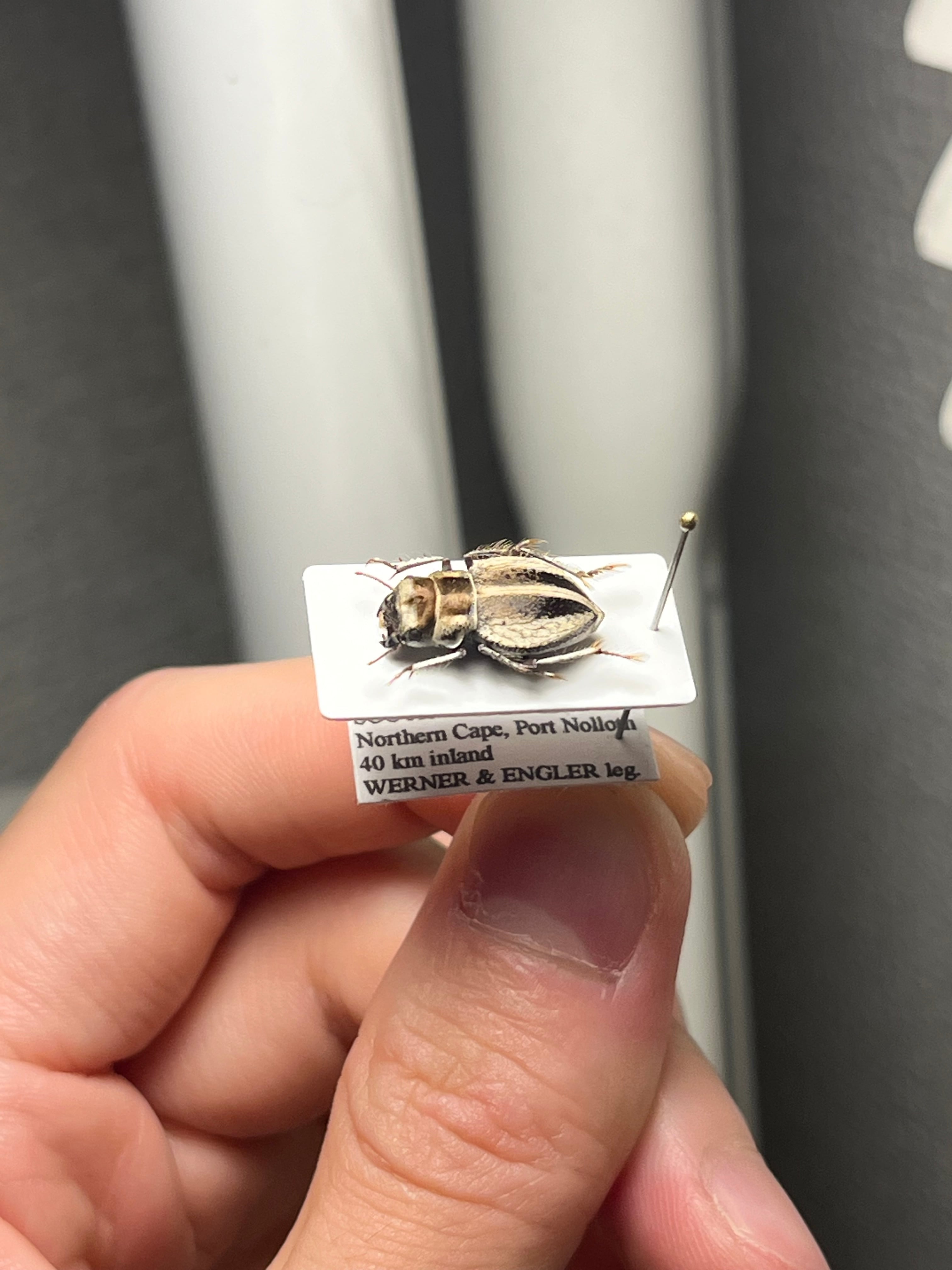 14mm♀】クワガタモドキゴミムシダマシ Calognathus chevrolati 昆虫