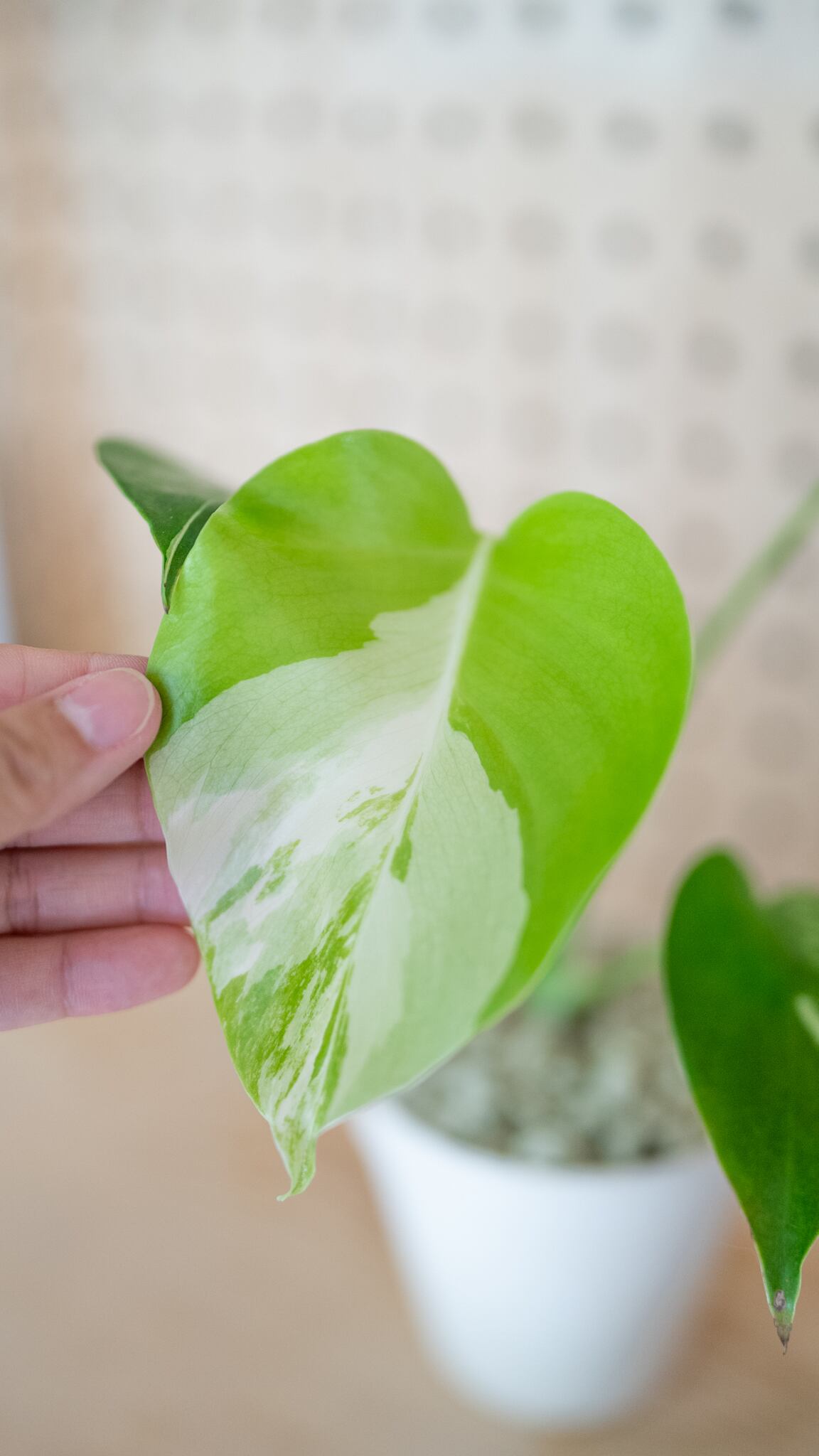 ハーフムーンや極上散り斑入りが展開します❤︎斑入りモンステラ