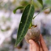 アンスリウム ワロクアーナム / Anthurium Warocqueanum⑳ / 観葉植物<育て方・花言葉>