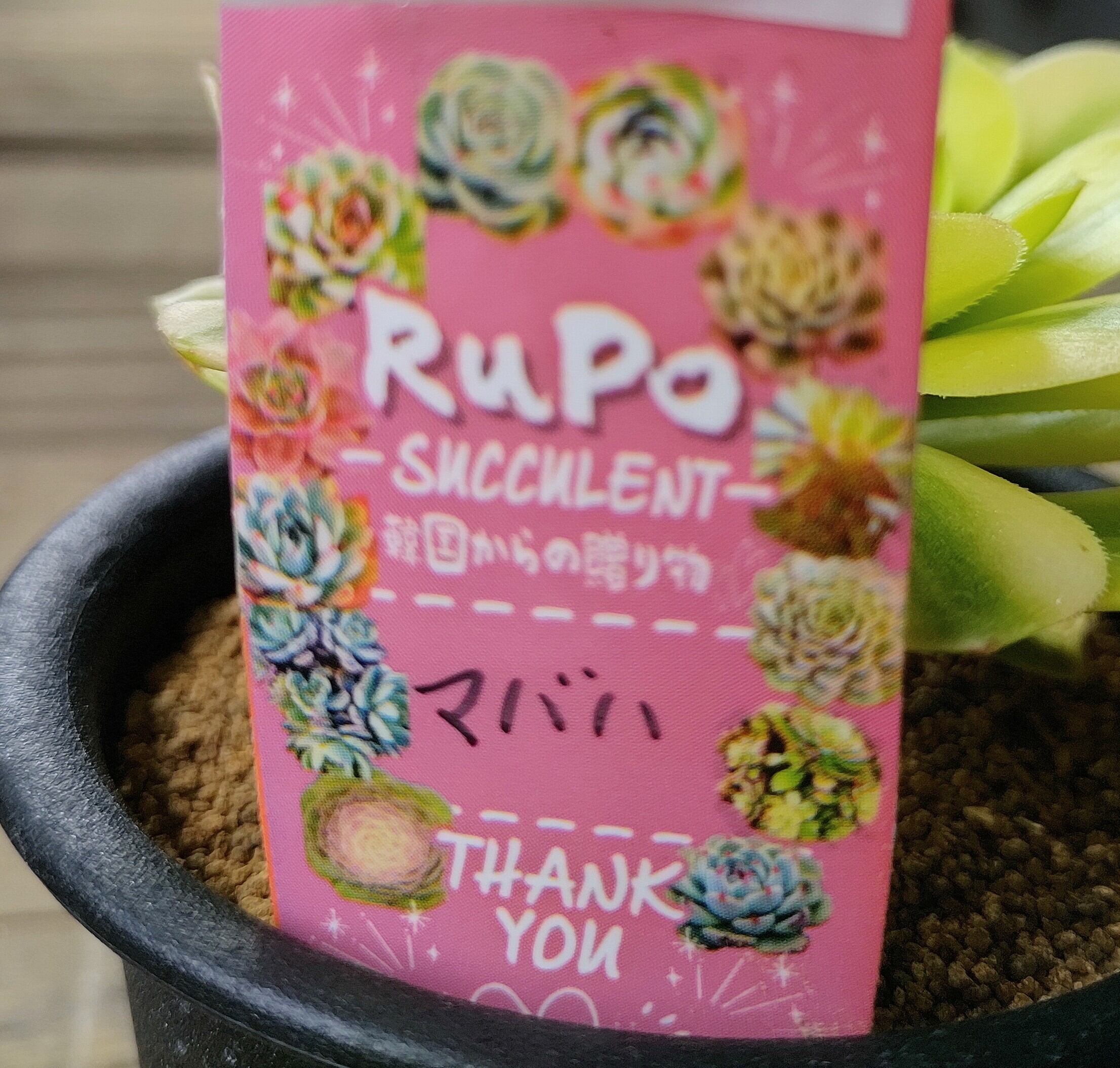 マバハ(アエオニウム) | RuPo 多肉植物専門店