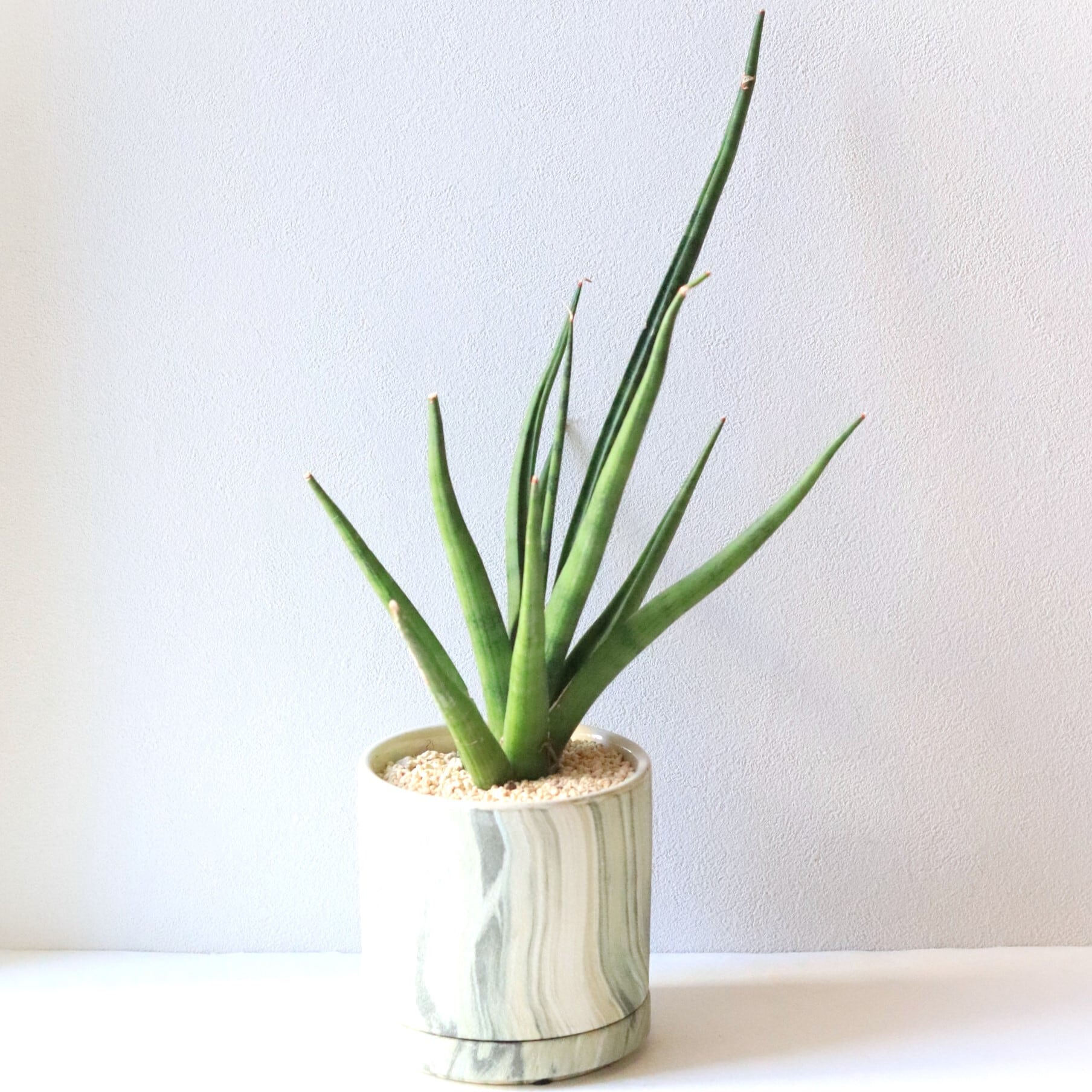 【グリーン】サンスベリア