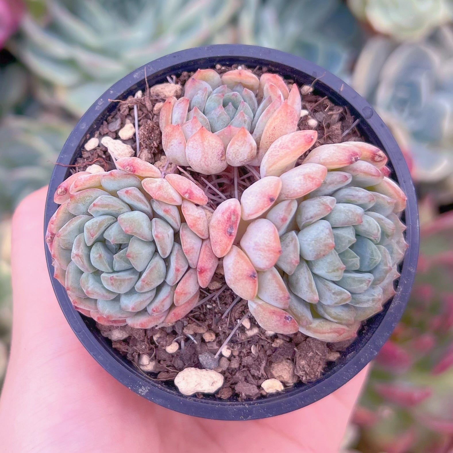 現品　vincent catto#543   るる農園