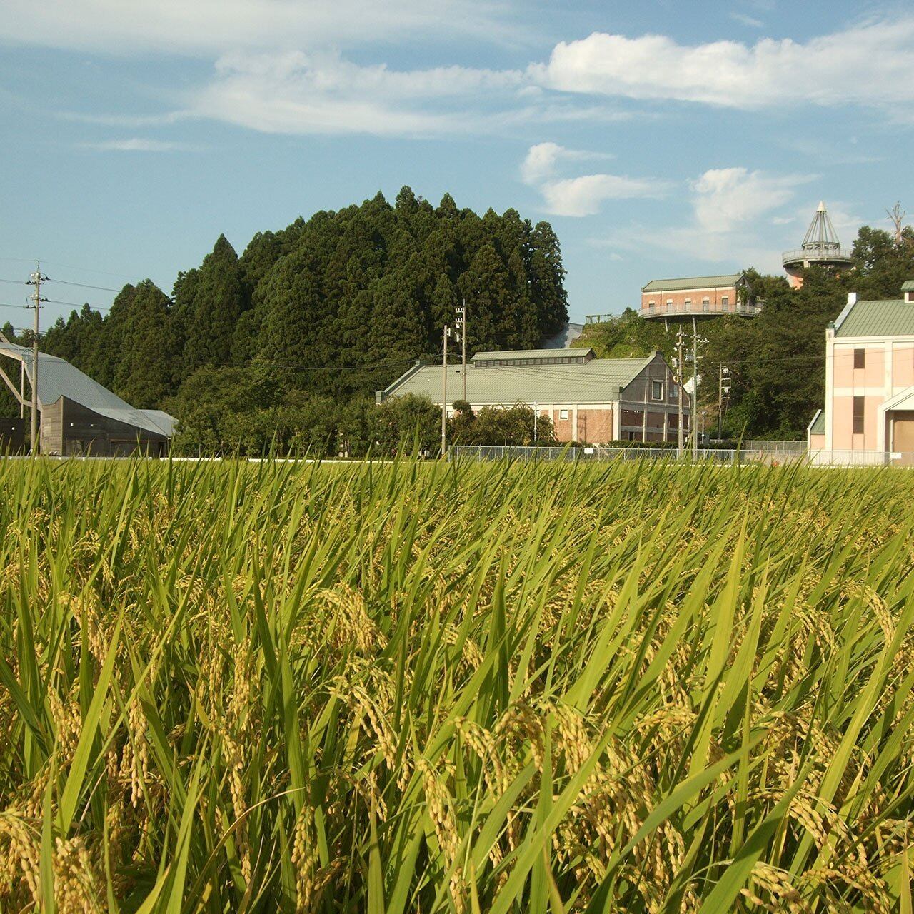 ...　自然型乾燥コシヒカリ「米山米」【富山県入善町特産品】（関東・信越・北陸・中部・関西エリアまで送料込）☆袋の組み合わせを選べる！　2023(令和5)年　新米】【富山の米】【白米20kg】特別栽培米　有限会社米山農産／自然のおいしさをいつまでも…。富山県入善町の特別