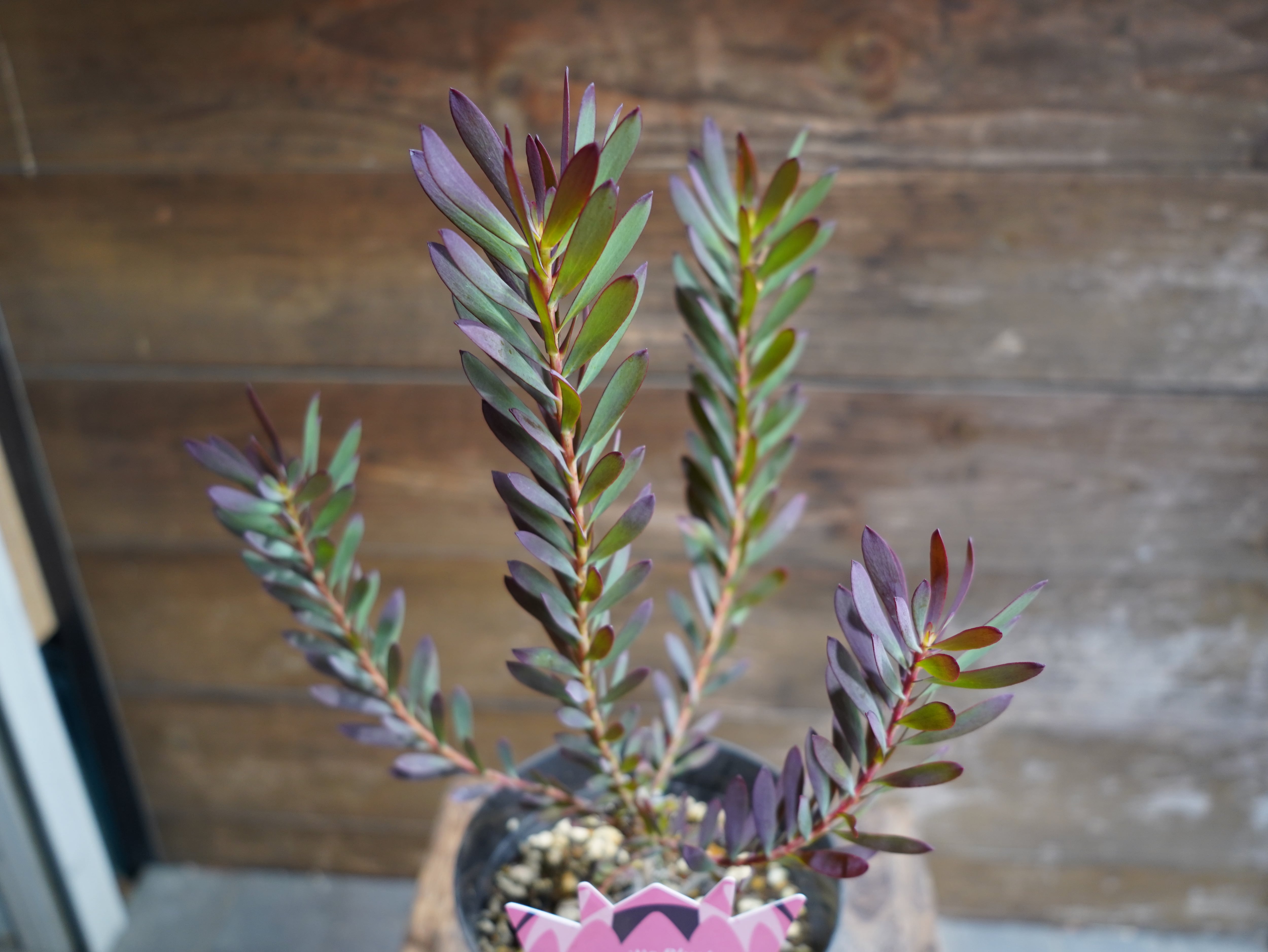 【現物】リューカデンドロン　”Devils Blush”