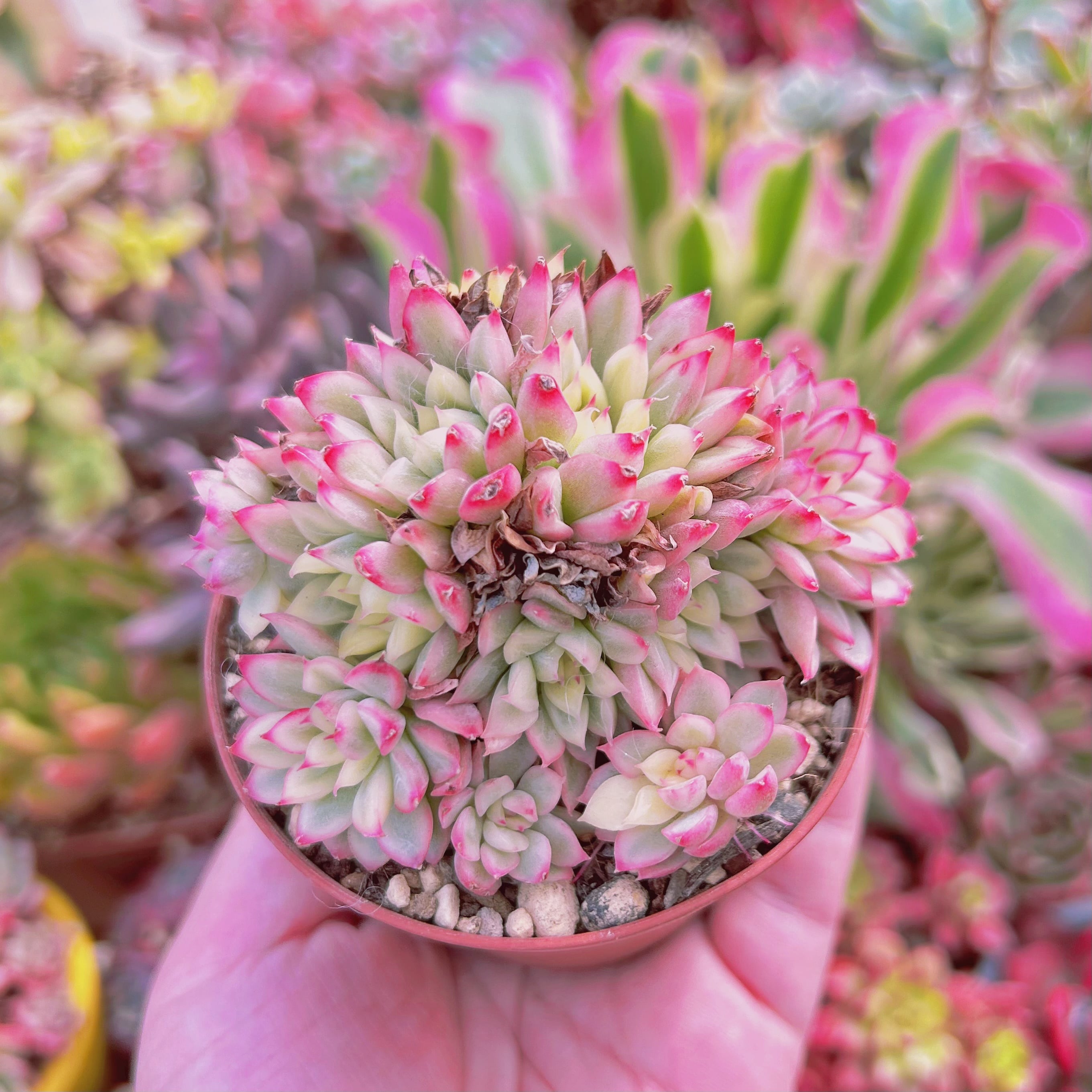 現物　多肉植物　Echeveria  女雛錦