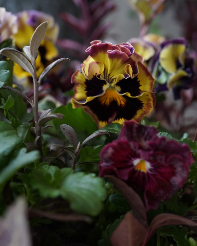 【送料込み・植え込み】黄色〜えんじ大輪フリルパンジーのアンティークシックな寄せ植え
