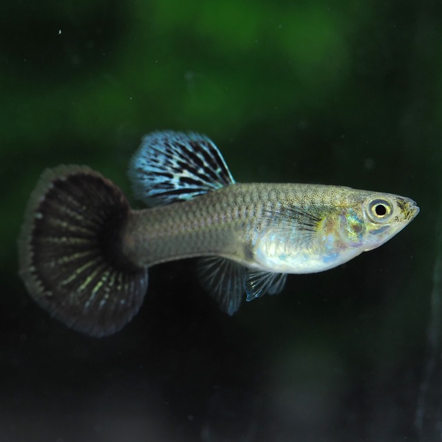 【セール】レッドドラゴン　若魚2ペア