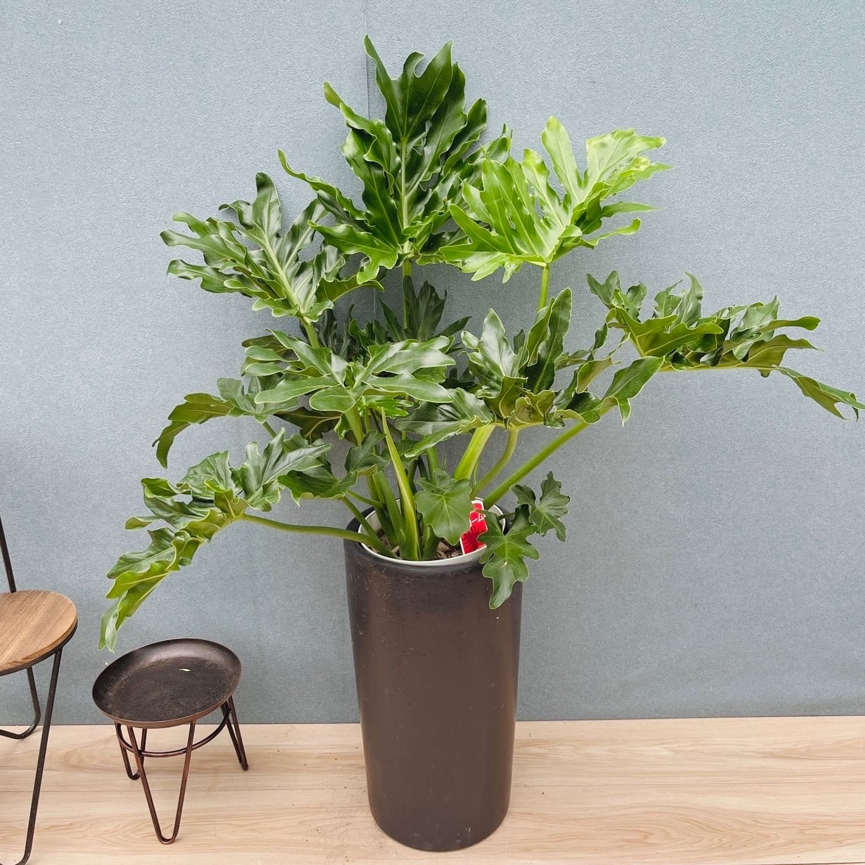 現品］81番 フィカス ビンネンディギー 斑入り 10号 観葉植物 大型
