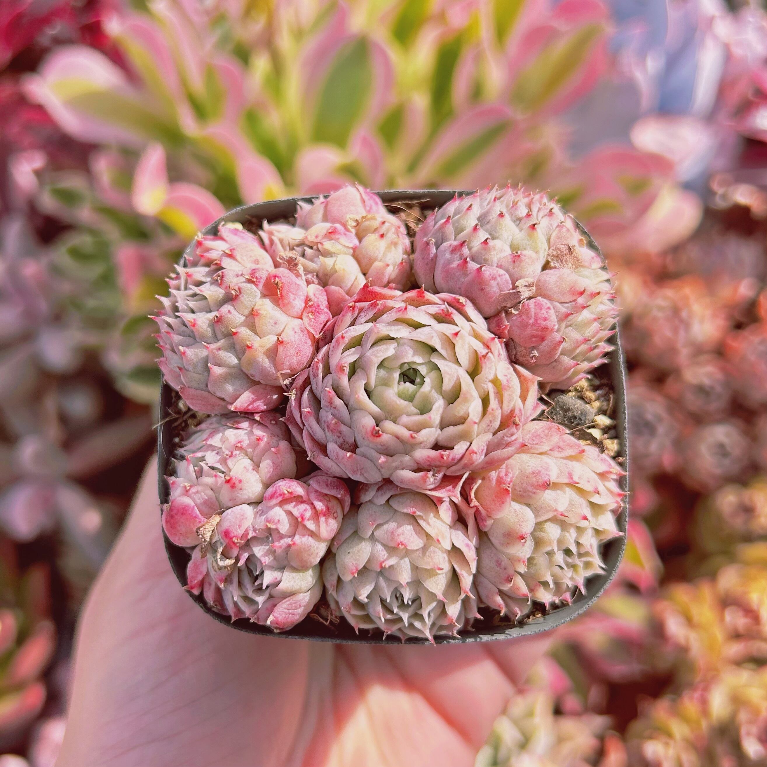 多肉植物　シャルローズ　7頭以上　