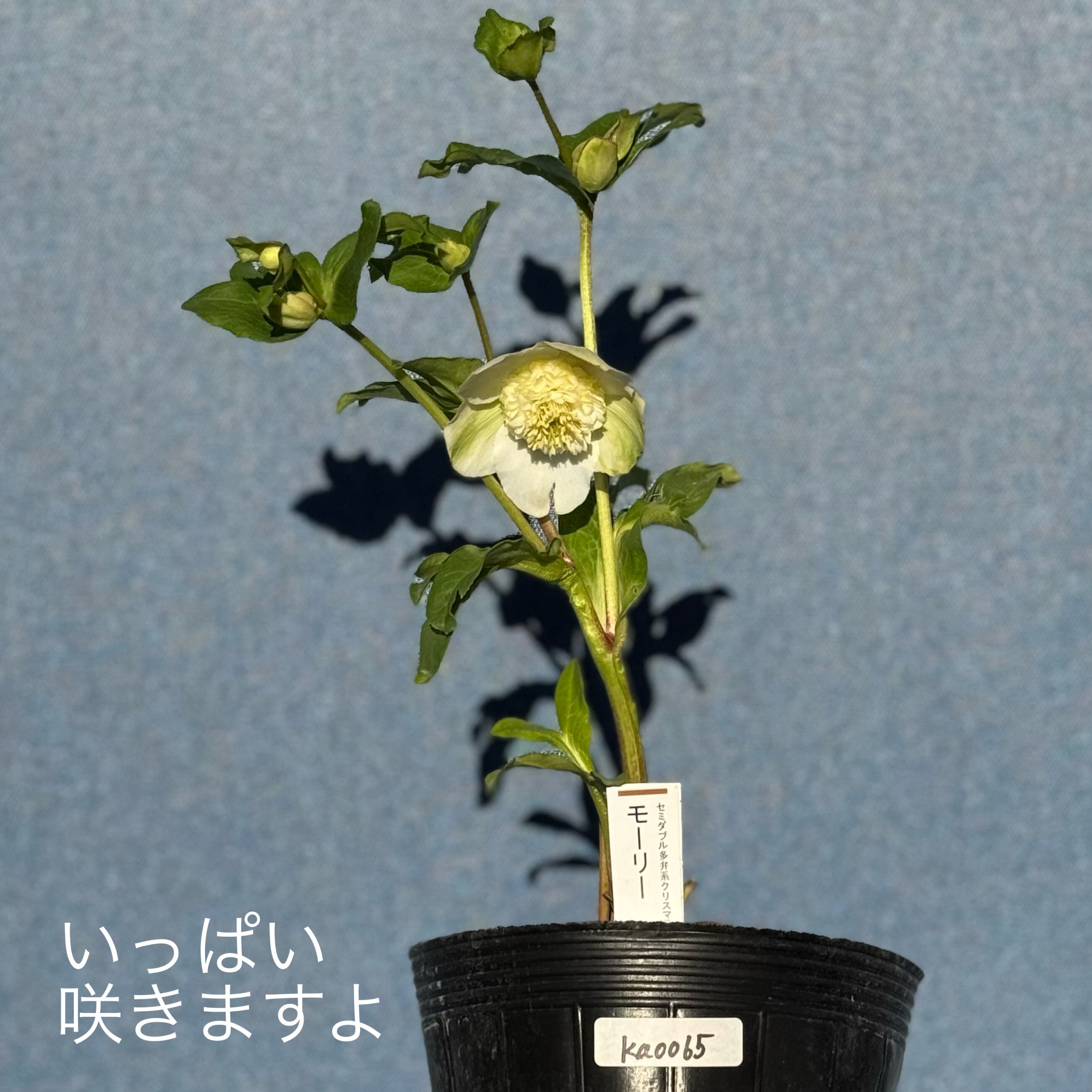 加藤農園クリスマスローズ開花株 DD多弁ピンクアフロディーテ 加藤農園クリスマスローズ開花株 DD多弁ピンクアフロディーテ