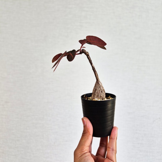⑧〚フィランサス・ミラビリス〛Phyllanthus Mirabilis 塊根植物 コーデックス ポット発送