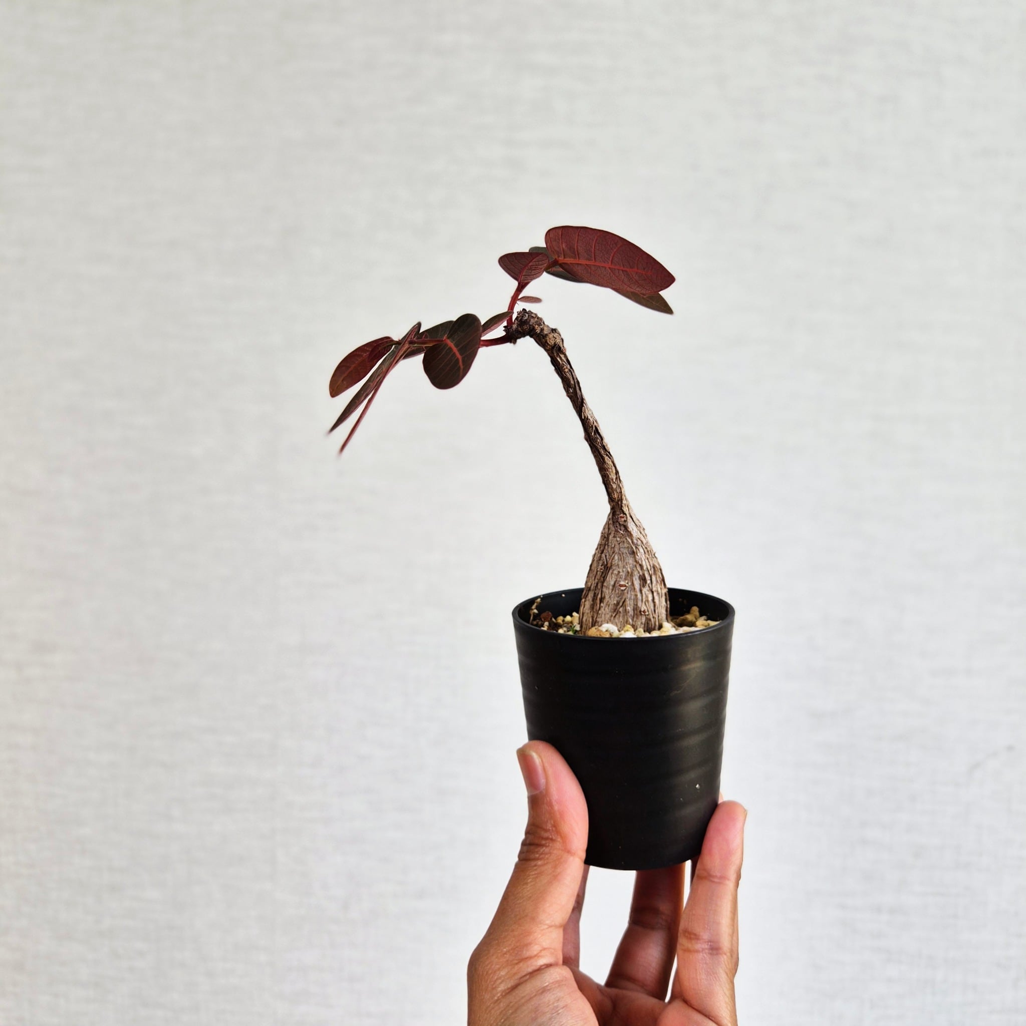 ⑧〚フィランサス・ミラビリス〛Phyllanthus Mirabilis 塊根植物 コーデックス ポット発送