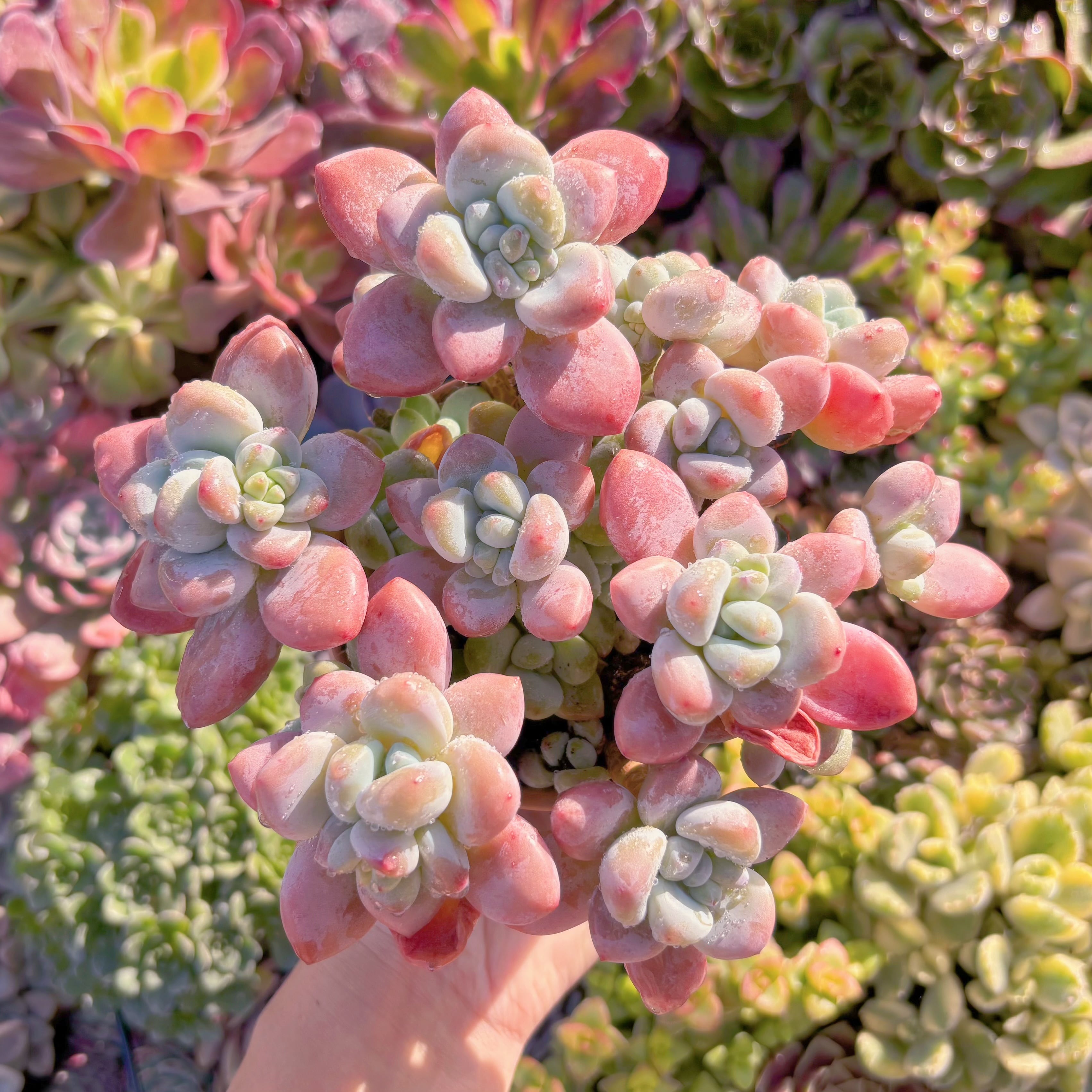 現品　桜花マカロン#M028　大群生　新入荷　るる農園